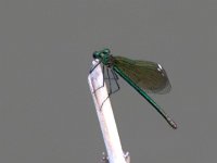 maudoc.com • Splendente comune - Calopteryx splendens •  Calopteryx splendens femmina.jpg   Splendente comune - Calopteryx splendens  ♀ : Libellula